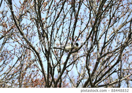 Great tit with nest material Great tit with nest material 88448832