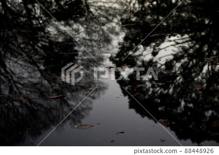 Dead leaves floating on the surface of the water 88448926