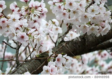 Sakura around the reservoir Sakura around the reservoir 88448998