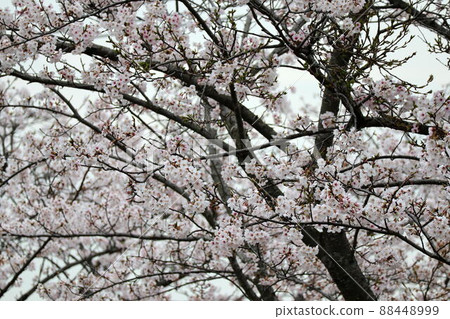 Sakura around the reservoir 88448999