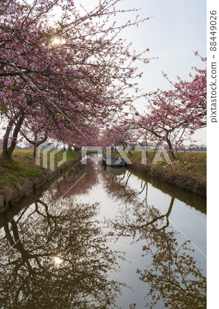 Kawazu Sakura Road in full bloom Kawazu Sakura Road in full bloom 88449026