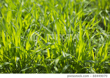 Barley young leaves 88449070