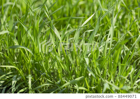 Barley young leaves 88449071