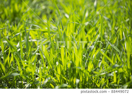 Barley young leaves 88449072