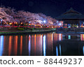 Night cherry blossoms lit up Night view Spring scenery Sakura Kaminuma Park 88449237