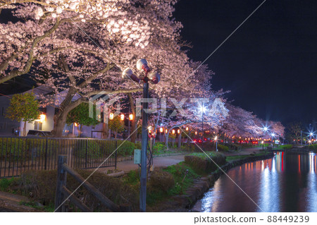 Night cherry blossoms lit up Night view Spring scenery Sakura Kaminuma Park 88449239