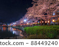 Night cherry blossoms lit up Night view Spring scenery Sakura Kaminuma Park 88449240