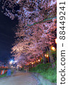 Night cherry blossoms lit up Night view Spring scenery Sakura Kaminuma Park 88449241