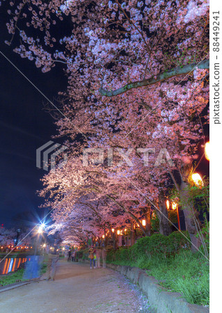 Night cherry blossoms lit up Night view Spring scenery Sakura Kaminuma Park Night cherry blossoms lit up Night view Spring scenery Sakura Kaminuma Park 88449241