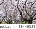 Scenery of cherry blossom trees Sakuratsumi Park Spring cherry blossom viewing 88449383