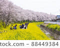 Scenery of cherry blossoms and rape blossoms Sakuratsumi Park Spring cherry blossom viewing 88449384