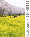 Scenery of cherry blossoms and rape blossoms Sakuratsumi Park Spring cherry blossom viewing 88449385