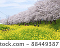 Scenery of cherry blossoms and rape blossoms Sakuratsumi Park Spring cherry blossom viewing 88449387