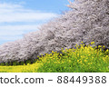 Scenery of cherry blossoms and rape blossoms Sakuratsumi Park Spring cherry blossom viewing 88449388