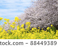 Scenery of cherry blossoms and rape blossoms Sakuratsumi Park Spring cherry blossom viewing 88449389
