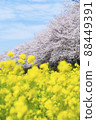 Scenery of cherry blossoms and rape blossoms Sakuratsumi Park Spring cherry blossom viewing 88449391
