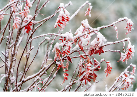 Between the seasons of snow and autumn leaves Between the seasons of snow and autumn leaves 88450138