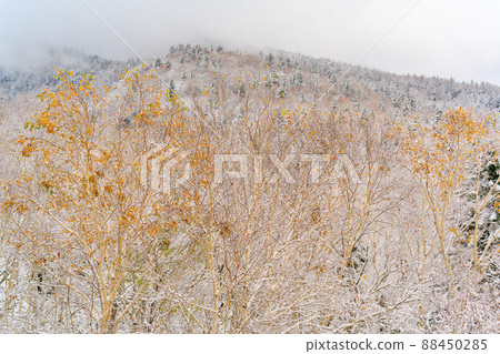 [Biei-cho, Hokkaido] Autumn leaves and the first snowy mountains in October 88450285