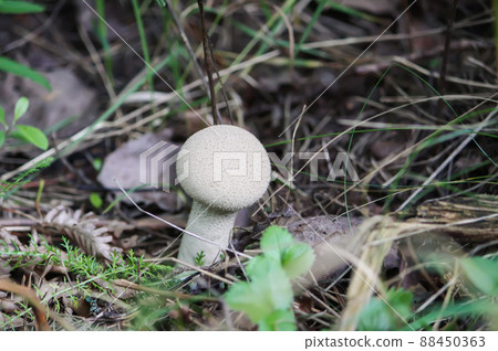 Mushrooms growing in wild forest. Lycoperdon mushroom. Mushrooms growing in wild forest. Lycoperdon mushroom. 88450363