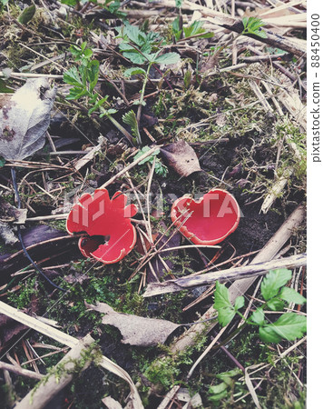 Rare bright red cup fungi, Microstoma protractum Rare bright red cup fungi, Microstoma protractum 88450400