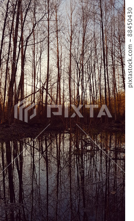 Spring sunset in the forest Spring sunset in the forest 88450430