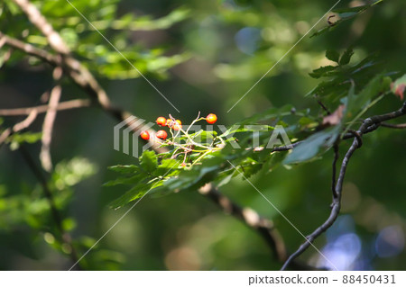 Tree branches in sunlight in summer forest. Light and shadows. Summer nature details. Tree branches in sunlight in summer forest. Light and shadows. Summer nature details. 88450431