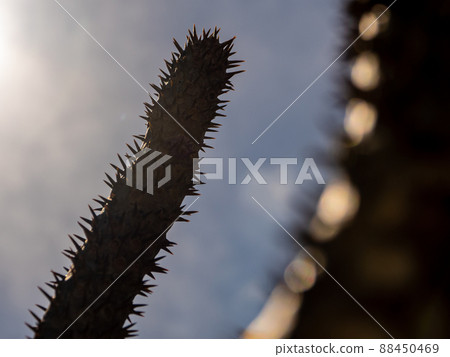 Madagascar palm the Spiky desert plant in the hard sunlight 88450469