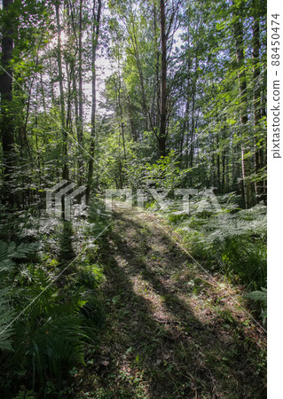 Summer forest in sunset light Summer forest in sunset light 88450474