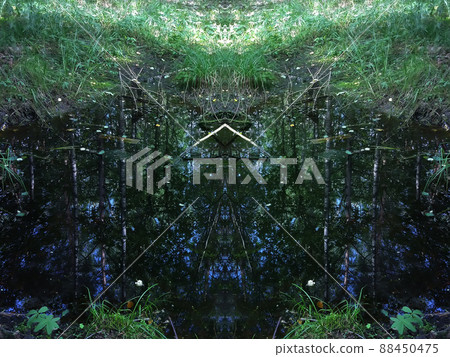 Reflections on the dark water of small swamp in the forest. 88450475