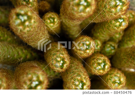 Full-frame Close-up on top of Mammillaria elongata clump Full-frame Close-up on top of Mammillaria elongata clump 88450476