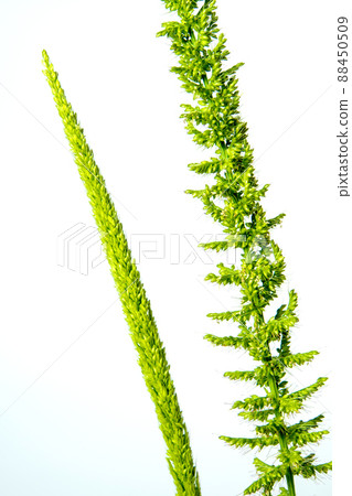 Close up the freshness jungle rice weed on white backgroud Close up the freshness jungle rice weed on white backgroud 88450509