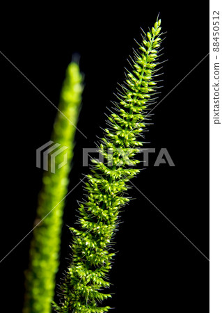 Close up the freshness jungle rice weed on black backgroud Close up the freshness jungle rice weed on black backgroud 88450512