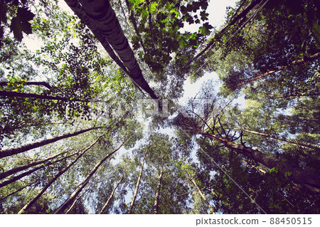 Tree tops in sunlight. Summer forest. Tree tops in sunlight. Summer forest. 88450515