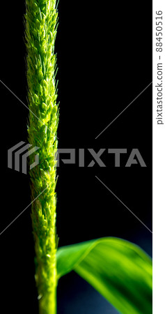 Close up the freshness jungle rice weed on black backgroud Close up the freshness jungle rice weed on black backgroud 88450516