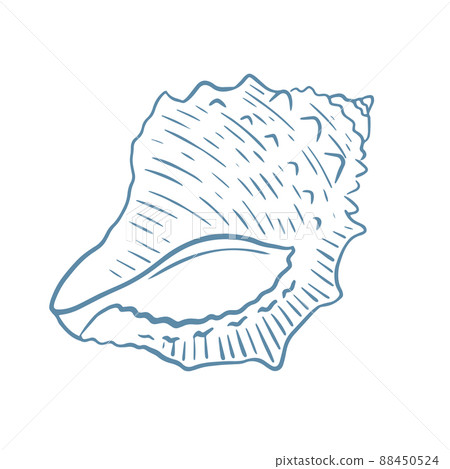Sea shell hand drawn engraving vector illustration 88450524