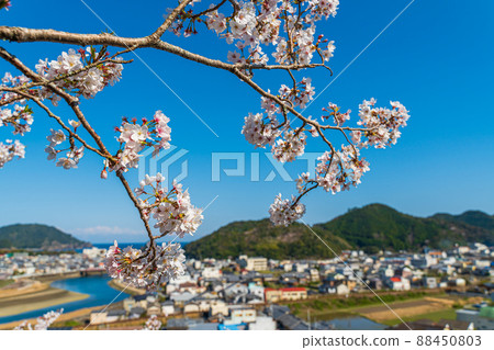 [23rd Fudasho] Cherry blossoms at Yakuoji Temple in spring [88 places in Shikoku] 88450803