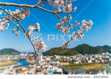 [23rd Fudasho] Cherry blossoms at Yakuoji Temple in spring [88 places in Shikoku] 88450804
