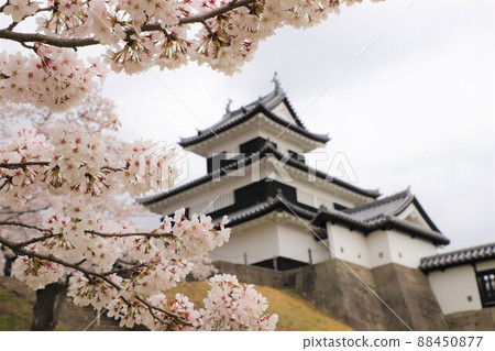 Shirakawa Komine Castle castle tower and cherry blossoms 88450877