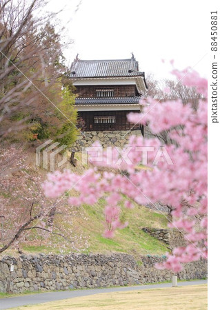 Ueda Jonan turret and cherry blossoms on the park side 88450881