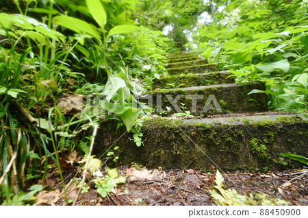 Mossy stairs (Hokkaido) 88450900