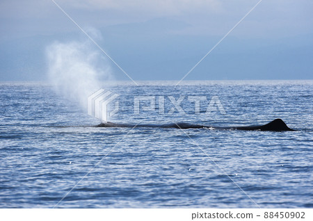 抹香鯨噴水（北海道勞速附近） 88450902