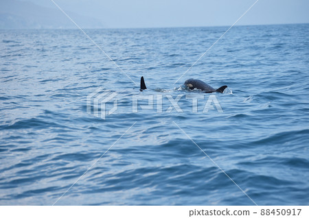 A group of orcas swimming in the sea of Shiretoko (Rausu, Hokkaido) A group of orcas swimming in the sea of Shiretoko (Rausu, Hokkaido) 88450917