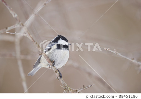 Coal tit, a cute little bird that perches on a branch (Hokkaido) Coal tit, a cute little bird that perches on a branch (Hokkaido) 88451186