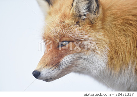 Profile of the red fox (Hokkaido) 88451337