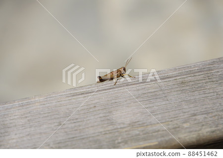 insect insect 88451462
