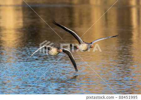 The flying greylag goose, Anser anser is a species of large goose 88451995
