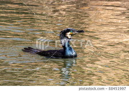 The great cormorant, Phalacrocorax carbo swimming on a lake The great cormorant, Phalacrocorax carbo swimming on a lake 88451997