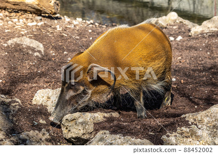 Red river hog, Potamochoerus porcus, also known as the bush pig. Red river hog, Potamochoerus porcus, also known as the bush pig. 88452002