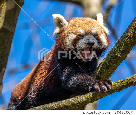 The red panda, Ailurus fulgens, also called the lesser panda. 88452007