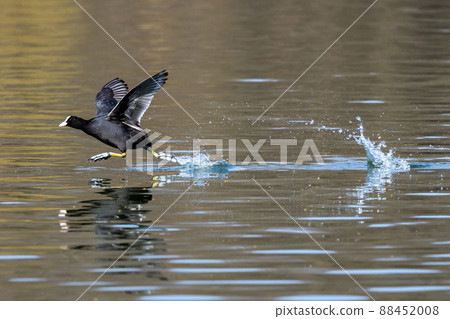 Eurasian coot, Fulica atra chasing each other by running across the water 88452008
